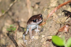 Leptobrachium hasseltii