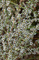 Leptospermum divaricatum