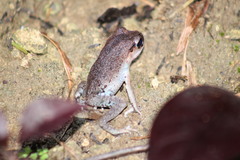 Leptobrachium hasseltii