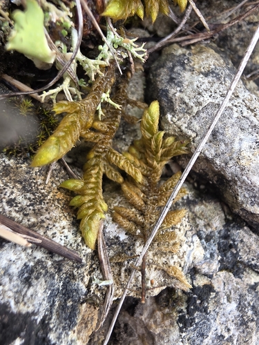 Rhytidium rugosum observed 2026-10-01