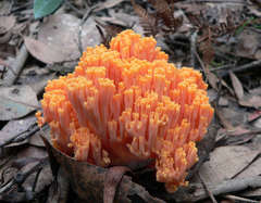 Ramaria anziana