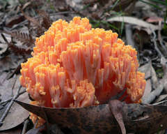 Ramaria anziana
