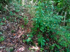 Palicourea pubescens