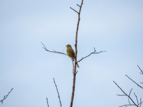 Yellowhammer