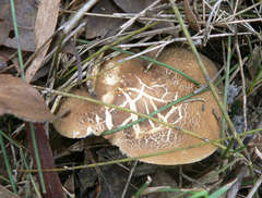 Lactifluus wirrabara