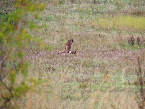 Hen Harrier