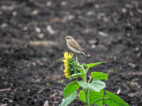 Northern Wheatear