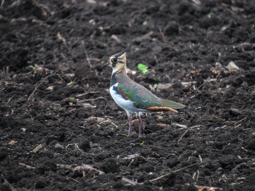Northern Lapwing