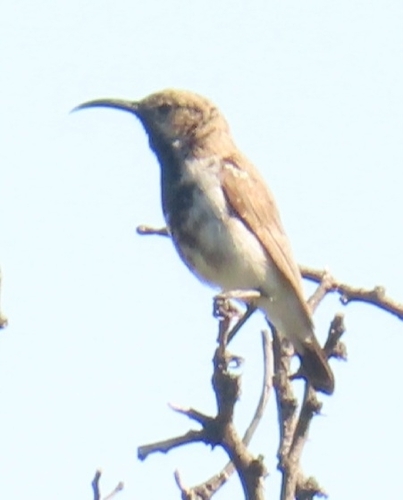 iNaturalist image