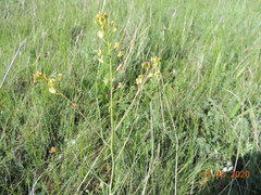 Sisymbrium polymorphum