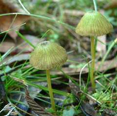 Entoloma rodwayi