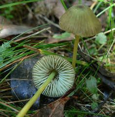 Entoloma rodwayi