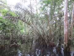 Astrocaryum murumuru