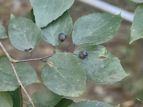 Celtis bungeana observed 2026-10-01