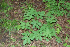 Aegopodium podagraria