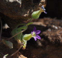 Campanula camptoclada