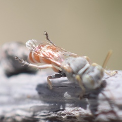 Trichogorytes