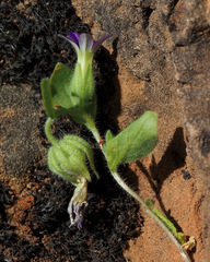 Campanula camptoclada