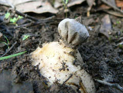 Geastrum tenuipes