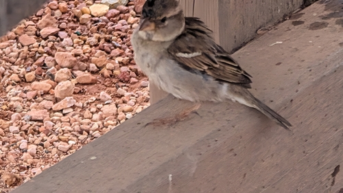 House Sparrow