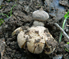 Geastrum tenuipes