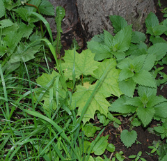 Acer platanoides