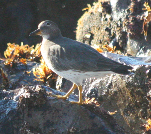 Calidris virgata