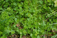 Lysimachia nummularia