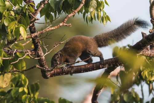 Callosciurus caniceps observed 2026-09-30