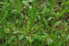 Taraxacum officinale