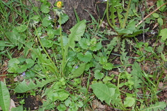 Glechoma hederacea