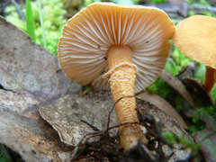 Cystoderma muscicola