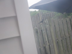 Quiscalus quiscula versicolor