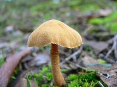 Cystoderma muscicola