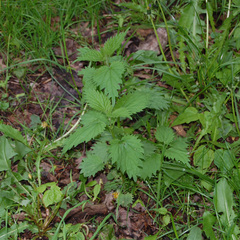 Urtica dioica
