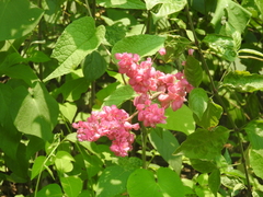 Antigonon leptopus