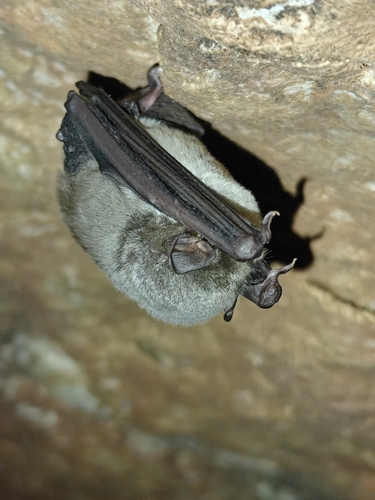 Miniopterus observed 2026-09-30