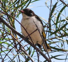 Grantiella picta