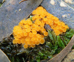 Byssonectria fusispora