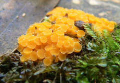 Byssonectria fusispora