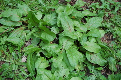 Rumex obtusifolius