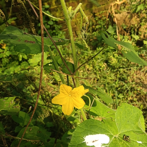 Cucumis sativus observed 2026-10-01