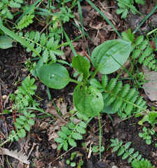 Plantago major