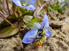 Gentianella moorcroftiana