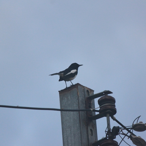 Oriental Magpie-Robin