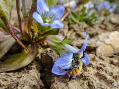 Gentianella moorcroftiana
