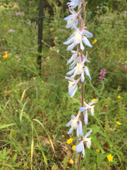 Delphinium carolinianum virescens