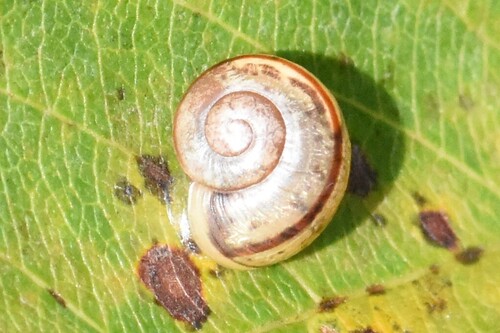 Cepaea