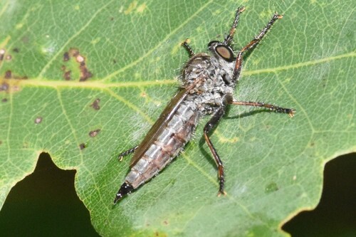 kite-tailed robberfly