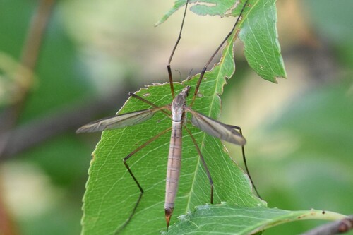 European Crane Fly